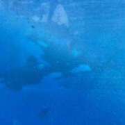 ヒメ日記 2026/03/05 01:08 投稿 莉桜花(りおか) PLUS十三店