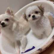 ヒメ日記 2024/12/17 17:03 投稿 相原いと 断りきれない美人マッサージ嬢たち