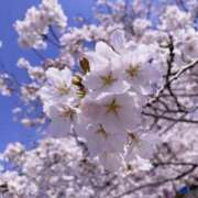 ヒメ日記 2025/04/08 19:44 投稿 涼森あおい 松戸人妻花壇