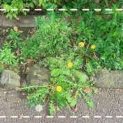 ヒメ日記 2026/04/17 15:54 投稿 みずき 小岩人妻花壇