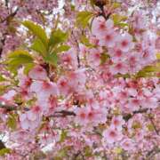 ヒメ日記 2025/04/05 22:14 投稿 まなか 桃李（とうり）