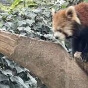 ヒメ日記 2026/01/27 16:32 投稿 ちょこ スピードエコ難波店