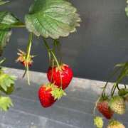 ヒメ日記 2026/03/09 07:22 投稿 ちょこ スピードエコ難波店