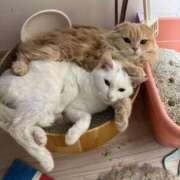 ヒメ日記 2025/01/11 10:15 投稿 村田 鶯谷人妻城