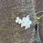 ヒメ日記 2025/04/05 20:50 投稿 いぶき【FG系列】 ハンドdeフィーリングin横浜（FG系列）