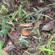 ヒメ日記 2025/10/29 19:50 投稿 いぶき【FG系列】 ハンドdeフィーリングin横浜（FG系列）