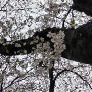 ヒメ日記 2025/04/03 23:56 投稿 みふゆ ハピネス東京 吉原店