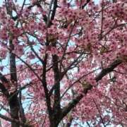 ヒメ日記 2026/03/28 08:26 投稿 みふゆ ハピネス東京 吉原店