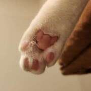 ヒメ日記 2025/11/04 21:15 投稿 葛城 あまね 白夜