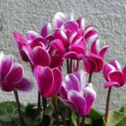 ヒメ日記 2024/12/22 09:34 投稿 あずみ 熟女の風俗最終章 仙台店