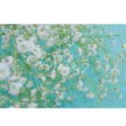ヒメ日記 2025/03/08 22:01 投稿 らら Sakura Spa