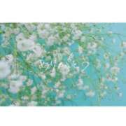 ヒメ日記 2025/05/25 20:01 投稿 らら Sakura Spa