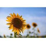 ヒメ日記 2025/08/08 19:20 投稿 らら Sakura Spa