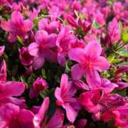 ヒメ日記 2025/05/18 22:26 投稿 白波(しらなみ) 人妻出逢い会 百合の園 新宿店