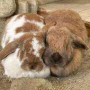 ヒメ日記 2025/11/15 23:05 投稿 あんな 町田人妻城