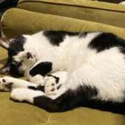 れん 🐈‍⬛ ビデオdeはんど 横浜校