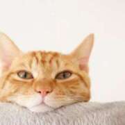 ヒメ日記 2026/02/18 16:45 投稿 れん ビデオdeはんど 横浜校