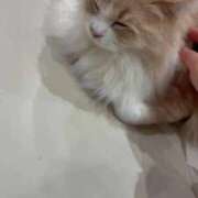 ヒメ日記 2026/04/26 08:55 投稿 ひらり♡極上SPコース♡ PANTHER（パンサー）