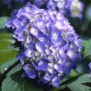 ヒメ日記 2025/06/22 22:34 投稿 名取良子 五十路マダム 岐阜店