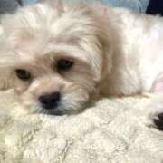 ヒメ日記 2025/10/09 18:25 投稿 りろ ぺろぺろベロベロ専科 ぺろんちょ