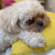 ヒメ日記 2026/01/12 19:35 投稿 りろ ぺろぺろベロベロ専科 ぺろんちょ