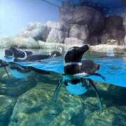 ヒメ日記 2026/03/09 12:15 投稿 りろ ぺろぺろベロベロ専科 ぺろんちょ