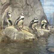 ヒメ日記 2025/11/14 15:57 投稿 つゆ 桃色クリスタル