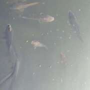 ヒメ日記 2025/11/25 14:30 投稿 つゆ 桃色クリスタル