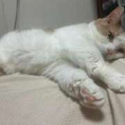 ヒメ日記 2024/12/30 21:43 投稿 りの なでし娘