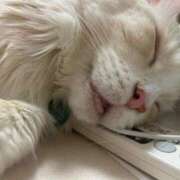 ヒメ日記 2025/01/26 23:25 投稿 りの なでし娘