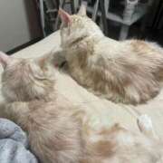 ヒメ日記 2025/02/18 23:40 投稿 りの なでし娘