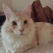 ヒメ日記 2025/02/22 21:08 投稿 りの なでし娘