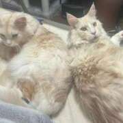 ヒメ日記 2025/03/01 18:31 投稿 りの なでし娘