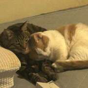 ヒメ日記 2025/03/31 08:58 投稿 りの なでし娘