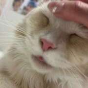 ヒメ日記 2025/04/06 10:06 投稿 りの なでし娘