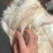 ヒメ日記 2025/06/14 09:11 投稿 りの なでし娘