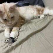 ヒメ日記 2025/07/12 02:38 投稿 りの なでし娘