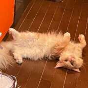 ヒメ日記 2025/07/14 19:30 投稿 りの なでし娘