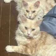 ヒメ日記 2025/07/17 17:41 投稿 りの なでし娘