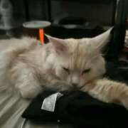 ヒメ日記 2025/07/22 07:17 投稿 りの なでし娘