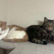 ヒメ日記 2025/08/19 21:17 投稿 りの なでし娘