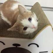 ヒメ日記 2025/08/21 19:37 投稿 りの なでし娘