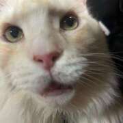 ヒメ日記 2025/10/11 01:05 投稿 りの なでし娘