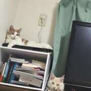 ヒメ日記 2025/10/16 23:24 投稿 りの なでし娘