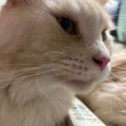 ヒメ日記 2025/10/20 06:24 投稿 りの なでし娘