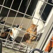 ヒメ日記 2025/10/29 19:15 投稿 りの なでし娘