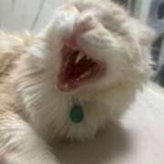 ヒメ日記 2025/10/31 15:01 投稿 りの なでし娘