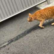 ヒメ日記 2025/11/03 10:41 投稿 りの なでし娘