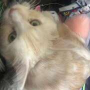 ヒメ日記 2025/11/06 19:41 投稿 りの なでし娘