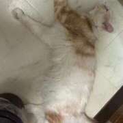 ヒメ日記 2025/11/09 07:18 投稿 りの なでし娘